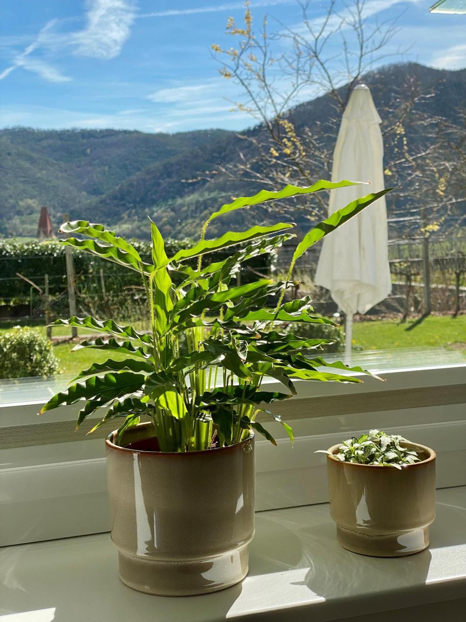 Wachaulodge Weißenkirchen in der Wachau Exterior foto